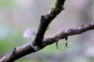 Ormanda micena mantarları