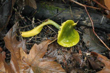 Papağan Toadstool veya Papağan Cilası (Hygrocybe psittacina)