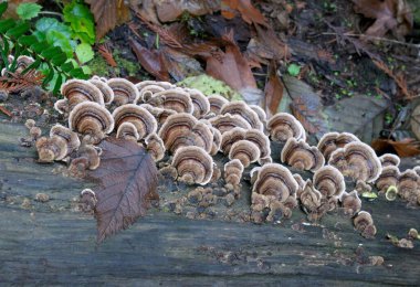 Turkey Tail Polypores (Trametes Versicolor) cling to a dead tree clipart