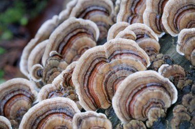 Türkiye Kuyruk Çokgeni (Trametes Versicolor)