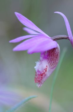 Kalipso Orkidesi (Calypso bulbosa), Pender Adası, Britanya Kolumbiyası, Kanada