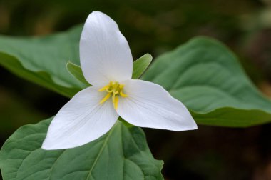 Batı Trillium (Trillium ovatum), Cowichan Vadisi, Vancouver Adası, British Columbia, Kanada
