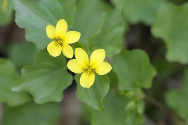 Nehir Violet (Viola glabella), Cowichan Vadisi, Vancouver Adası, British Columbia, Kanada