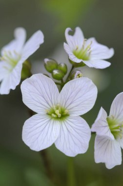 İnce Dişotu (Cardamine pulcherrima var. Tenella), Cowichan Vadisi, Vancouver Adası, British Columbia, Kanada