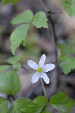 Lyall 's Anemone (Anemone lyallii), Cowichan Vadisi, Vancouver Adası, British Columbia, Kanada
