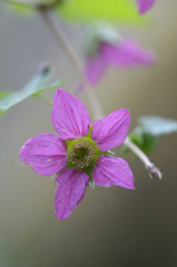 Salmonberry (Rubus spektabilis), Cowichan Vadisi, Vancouver Adası, British Columbia, Kanada