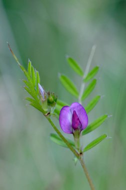Mor kır çiçeği, Cowichan Vadisi, Vancouver Adası, British Columbia, Kanada