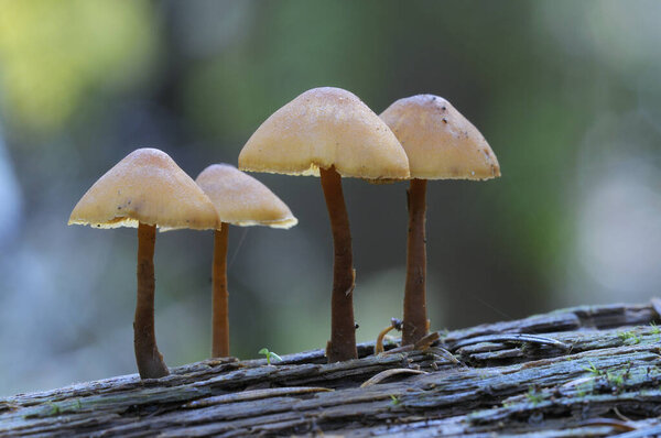 Mycena Mushroom growing on a rotting branch