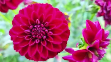 Yeşil arka planda Burgundy Dahlia
