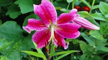 Yeşil arka planda Burgundy Dahlia