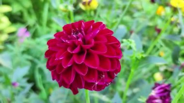 Yeşil arka planda Burgundy Dahlia