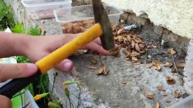 Adam çekiçle kayısı fındığı doğruyor.