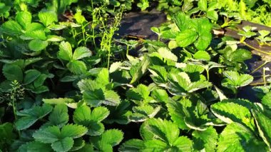 Sabahın köründe çilek yaprakları