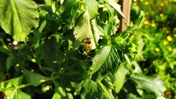 大黄蜂在绿色的大丽花叶上洗澡 — 图库视频影像