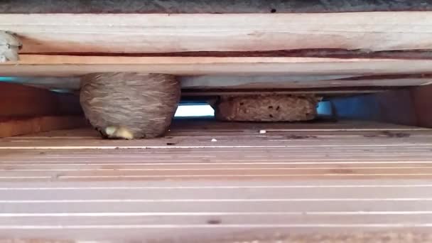 Wasps Nests Roof House — Stock Video