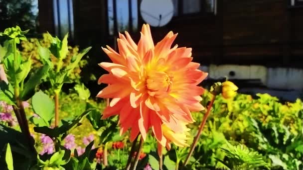 Dalia Naranja Fondo Una Casa Madera Una Mañana Soleada — Vídeos de Stock