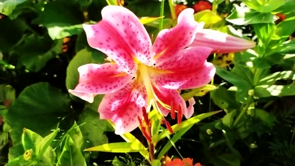 Beautiful Barbados Lily Background Green Leaves — Stock Video