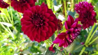 Yeşil arka planda Burgundy Dahlia