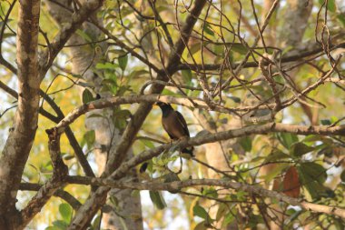 Kara kuş kaplamalı Kingfisher