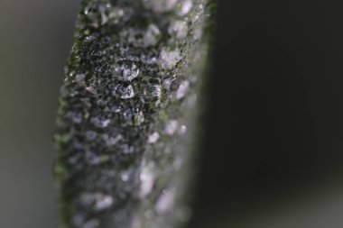 Evdeki yaprakların makro görüntüsü 