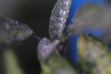 Evdeki yaprakların makro görüntüsü 