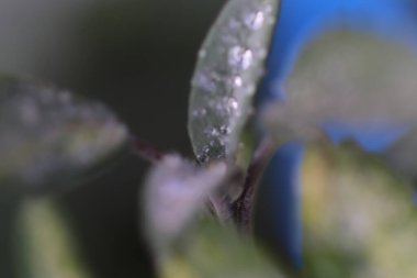 Evdeki yaprakların makro görüntüsü 