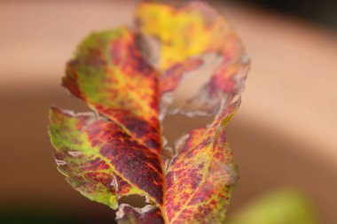 Evdeki yaprakların makro görüntüsü 