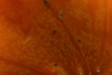 Çürüyen bir balkabağı derisine yaklaş