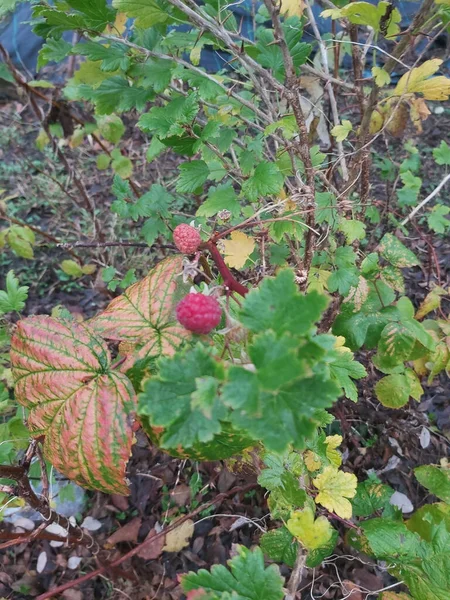 Kışın çalılardan sarkan meyveler.