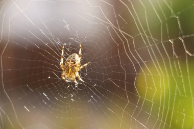 Karmaşık bir ağ ören sahte bir dula yakından bakın.