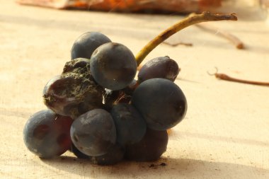 Evde yetişen meyve ve sebzeler tezgahın üzerinde duruyor.
