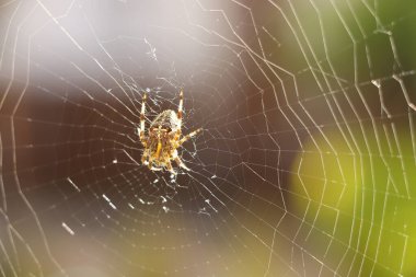 Karmaşık bir ağ ören sahte bir dula yakından bakın.