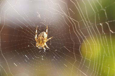Karmaşık bir ağ ören sahte bir dula yakından bakın.