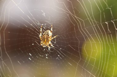 Karmaşık bir ağ ören sahte bir dula yakından bakın.