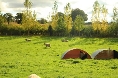 Hertfordshire 'da bir çiftlikteki çiftlik hayvanları 