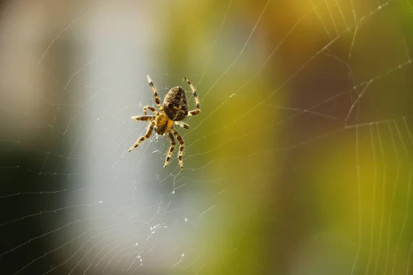 Karmaşık bir ağ ören sahte bir dula yakından bakın.