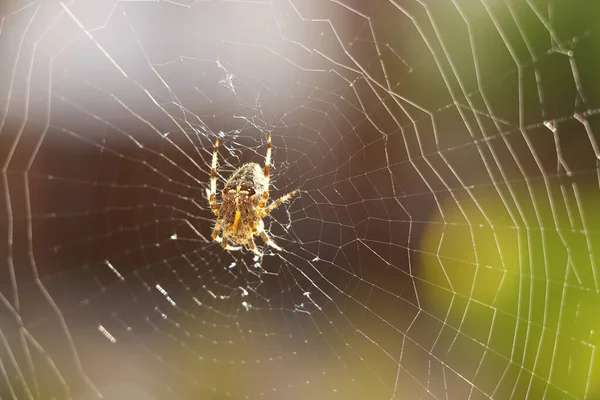 거미줄을 과부를 가까이 스톡 사진