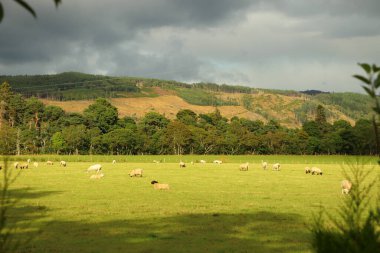 Vadideki çayırlarda otluyor.
