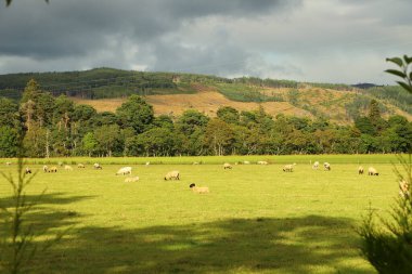 Vadideki çayırlarda otluyor.