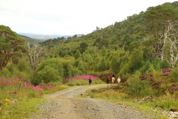 Midilli İskoçya 'da fundalıkta yürüyor.