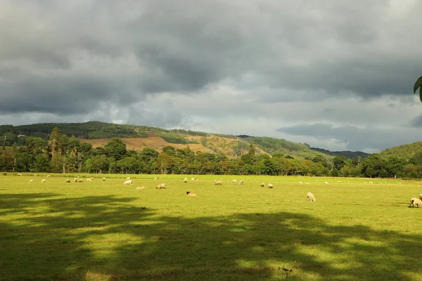 Vadideki çayırlarda otluyor.