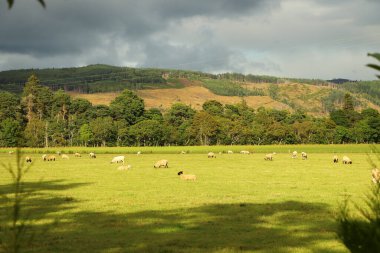 Vadideki çayırlarda otluyor.