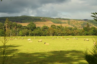 Vadideki çayırlarda otluyor.