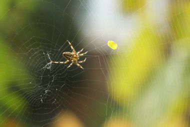 Karmaşık bir ağ ören sahte bir dula yakından bakın.