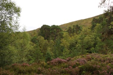 Heather İskoçya vadisinde 
