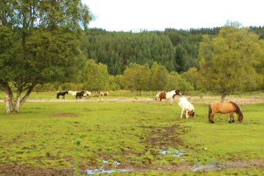 Vadideki çayırlarda otluyor.