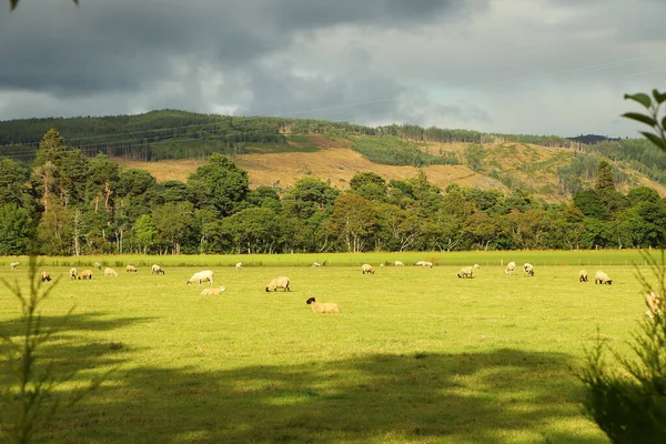 Vadideki çayırlarda otluyor.