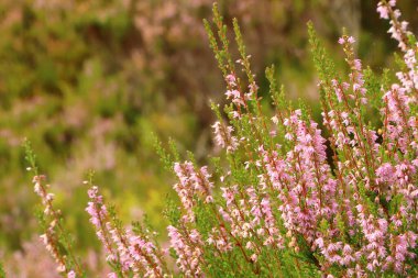 Heather İskoçya vadisinde 
