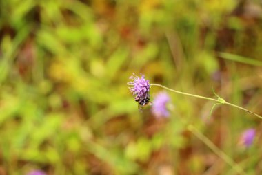Heather İskoçya vadisinde 