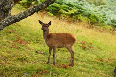 İskoçya 'da Kartal Beyni etrafında geyik